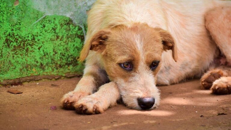 12 Heartbreaking Things Abandoned Dogs Feel After Being Left Behind