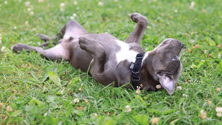 10 Things Dogs Do When They're Trying Not to Upset You