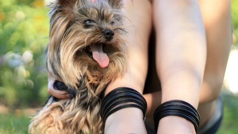 The Small Dog Breeds That Bond Best With Zodiac Sign Aries