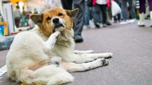 10 Things Dogs Do When They're Emotionally Conflicted