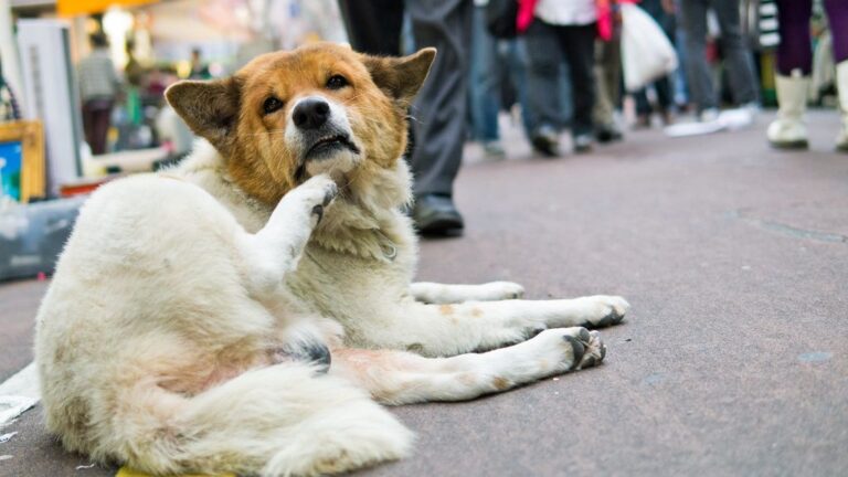 10 Things Dogs Do When They're Emotionally Conflicted