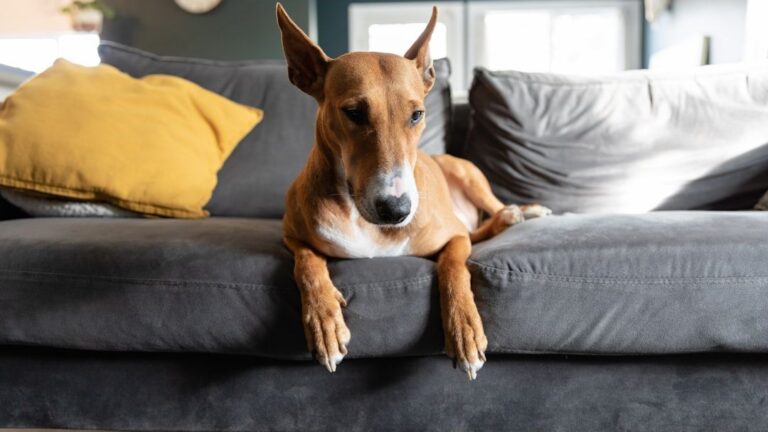 10 Dog Breeds That Love Chaos (And 5 That Need Peace and Quiet)