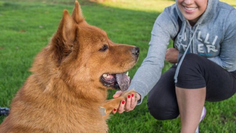 10 Signs Your Dog Fears You More Than Anyone At Home