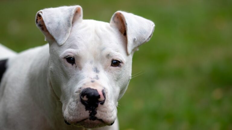 The Sad Truth About Pitbulls: The Most Misunderstood Breed Among Dogs
