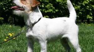 Which Zodiac Signs Are Too Emotional for Certain Dog Breeds