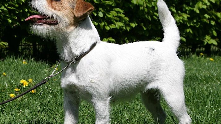 Which Zodiac Signs Are Too Emotional for Certain Dog Breeds