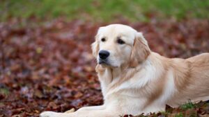 Which Zodiac Sign Is Most Compatible With a Golden Retriever Personality