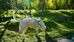 10 Warning Signs of Dog Aggression Most Owners Ignore