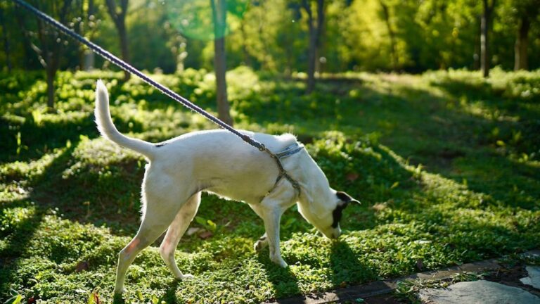 10 Warning Signs of Dog Aggression Most Owners Ignore