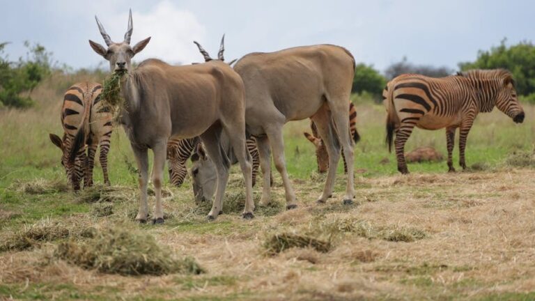 Zonkey Who Struggled to Connect With Others Discovers His Ideal Match