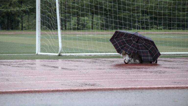 Keeping Pets Safe in Summer | Under the Umbrella