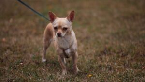 On May 8, 2026, a massive rescue operation was launched after dozens of Chihuahuas were discovered abandoned