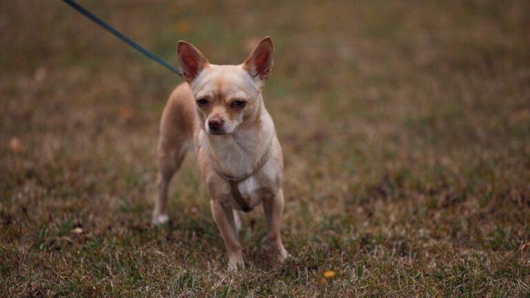 On May 8, 2026, a massive rescue operation was launched after dozens of Chihuahuas were discovered abandoned