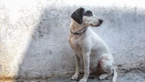 10 Heartbreaking Emotions Abandoned Dogs Experience