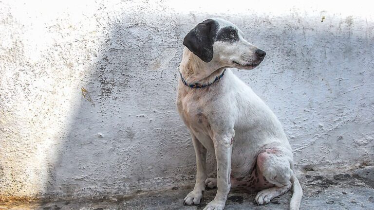 10 Heartbreaking Emotions Abandoned Dogs Experience