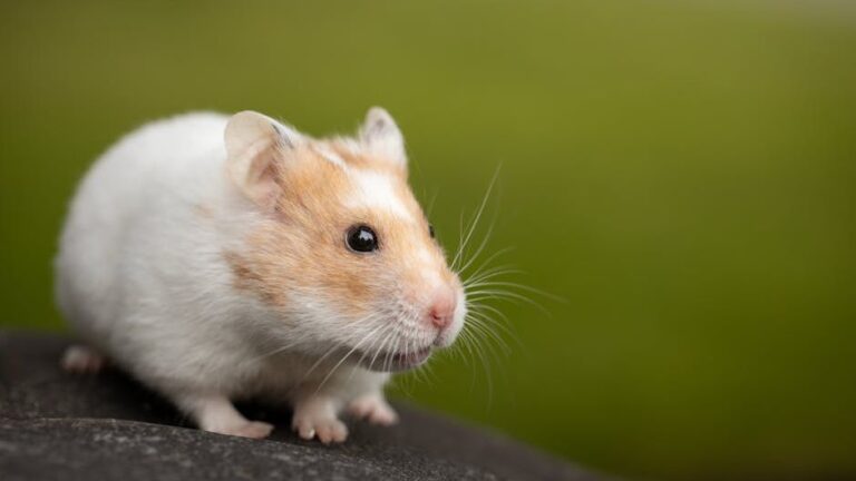 12 Mistakes That Quietly Stress Hamsters Every Day