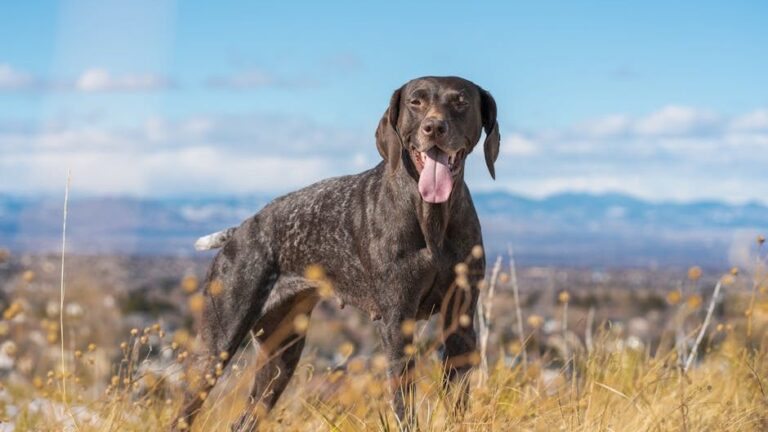 These Are the Most Popular Dog Breeds in Colorado