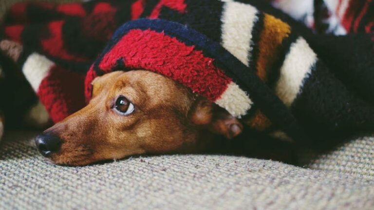 Why A Blanket is So Important For an Anxious Dog