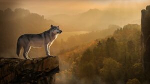 What Type of Wolf Are You According to Your Zodiac Sign