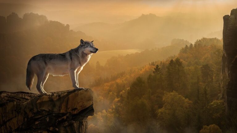What Type of Wolf Are You According to Your Zodiac Sign