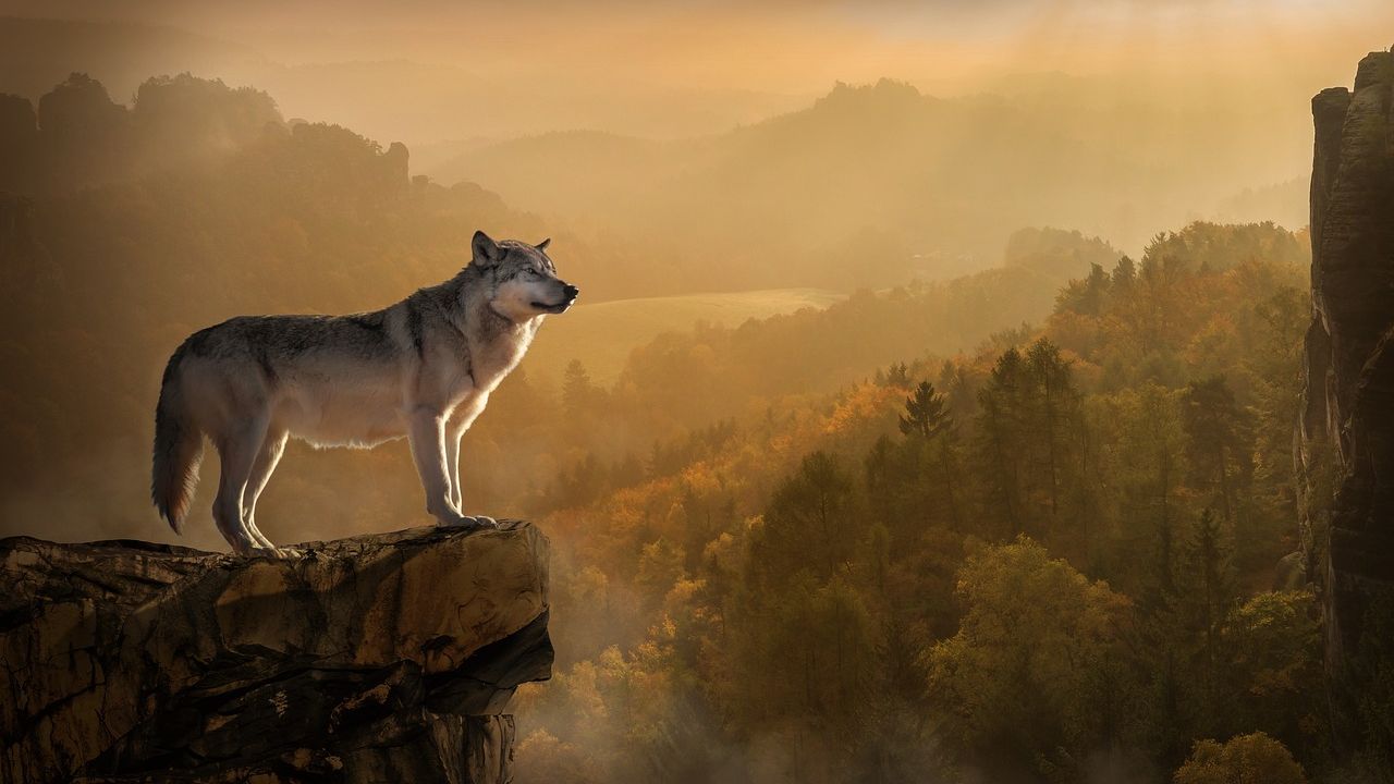 What Type of Wolf Are You According to Your Zodiac Sign
