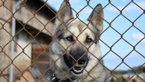 Pet owners fume over 'unenforceable' new law threatening fines for tethering dogs