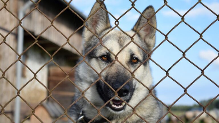 Pet owners fume over 'unenforceable' new law threatening fines for tethering dogs