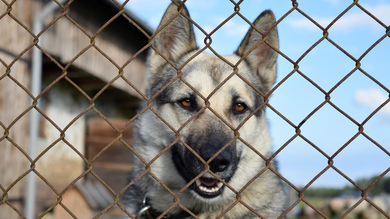 Pet owners fume over 'unenforceable' new law threatening fines for tethering dogs