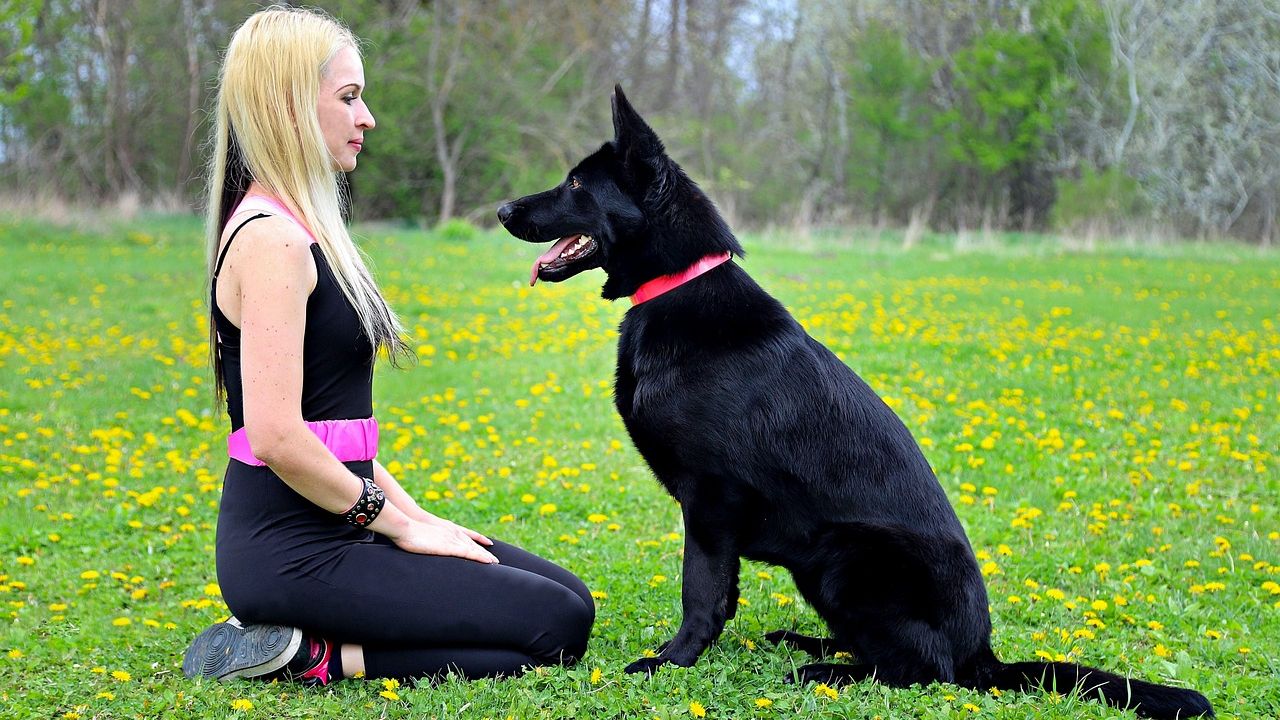 The Zodiac Signs That Bond Best With A German Shepherd