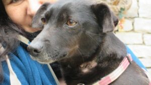 8 Signs Your Dog Is Ready To Cross The Rainbow Bridge