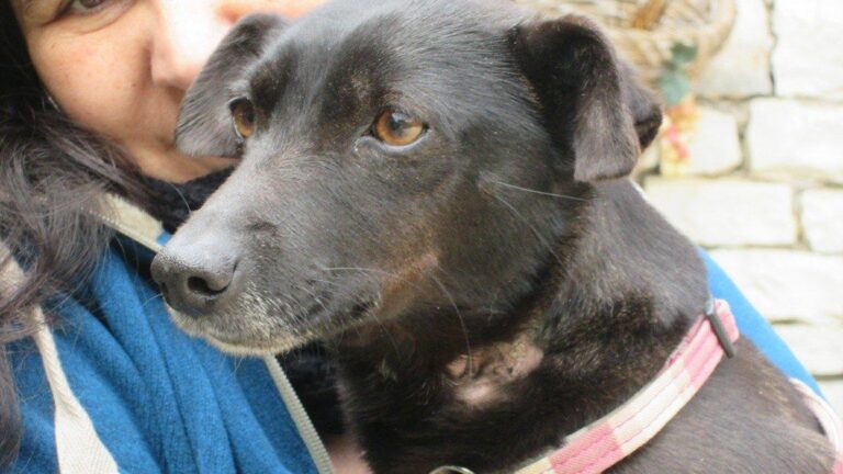 8 Signs Your Dog Is Ready To Cross The Rainbow Bridge