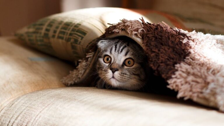 5 Signs Your Senior Cat is in Pain and Needs Help