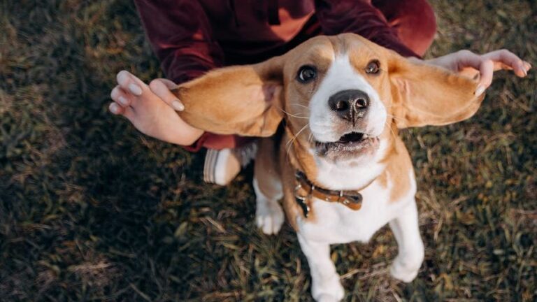 14 Things Your Dog Wishes You Knew Before They Grow Old