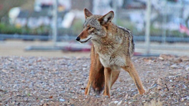 The US States With the Most Coyotes