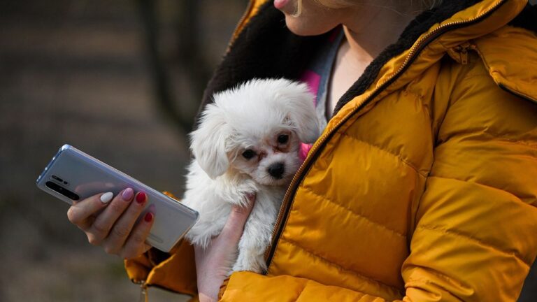 12 Dog Breeds That Suit Water Signs (And 5 That Overwhelm Them)
