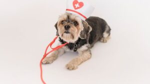 7 OTC Meds You Should Never Give Your Dog
