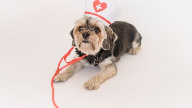 7 OTC Meds You Should Never Give Your Dog