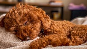 5 Dog Breeds Air Signs Love (And 5 That Don't Fit Their Lifestyle)