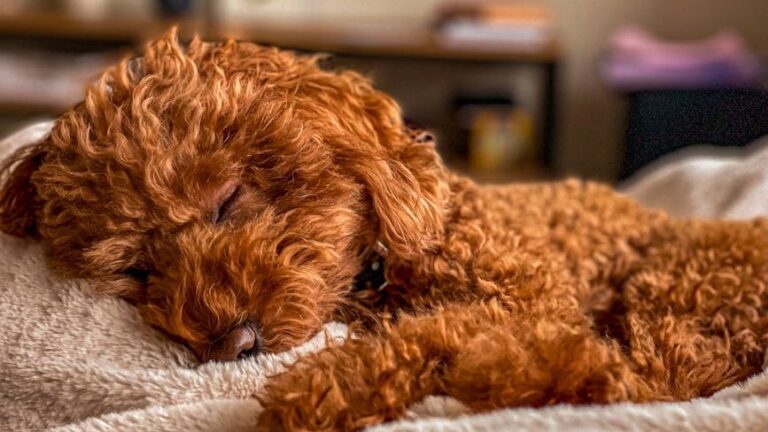 5 Dog Breeds Air Signs Love (And 5 That Don't Fit Their Lifestyle)