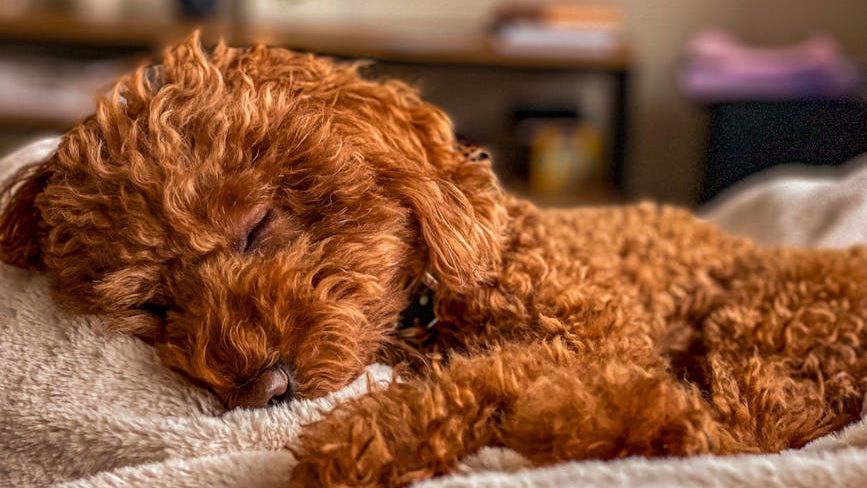 5 Dog Breeds Air Signs Love (And 5 That Don't Fit Their Lifestyle)
