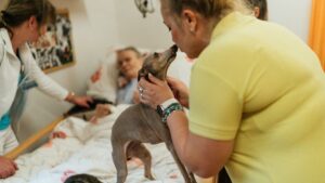 12 Things Senior Dogs Need Most at the End of Their Lives