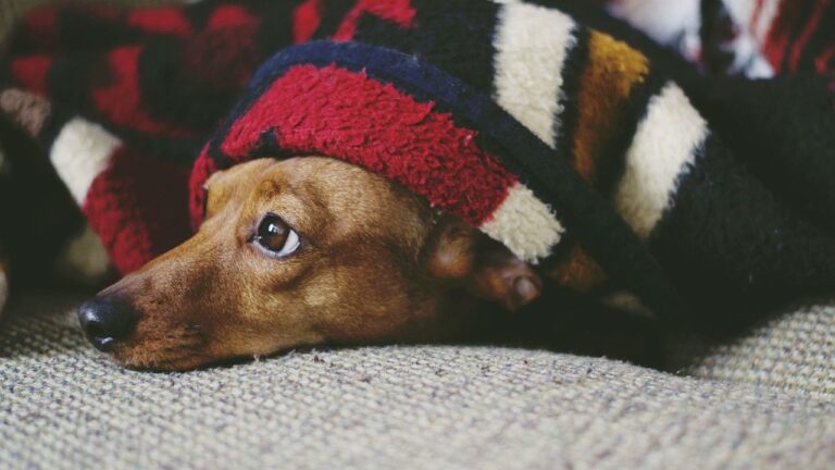 Why a Weighted Blanket Is So Important for Cats and Dogs