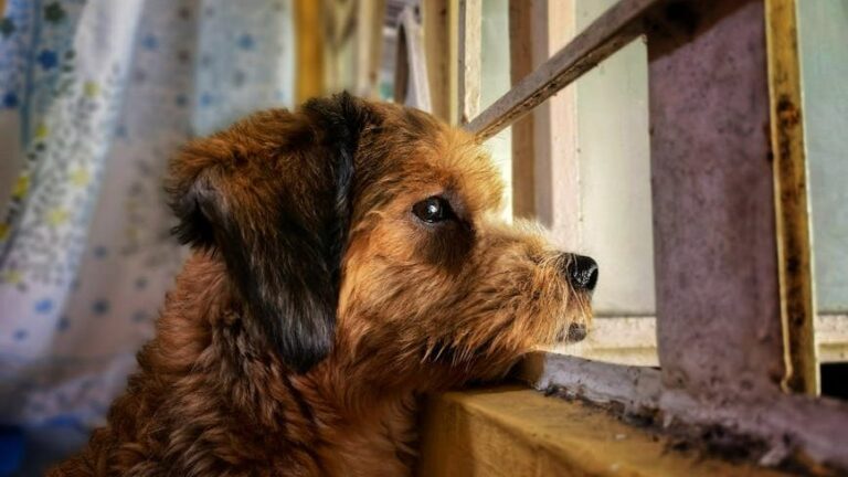 10 Heartbreaking Signs Your Dog Is Afraid of Being Abandoned Again