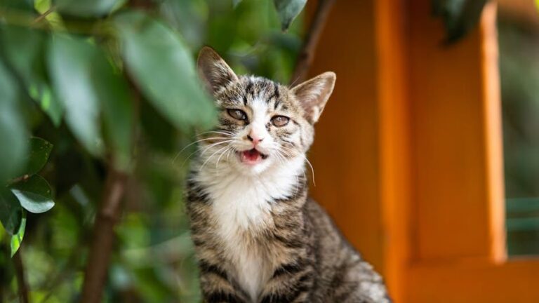 10 Heartbreaking Ways a Cat Says Goodbye Before Crossing The Rainbow Bridge