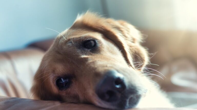 12 Behaviors Dogs Develop After Losing Their Closest Companion