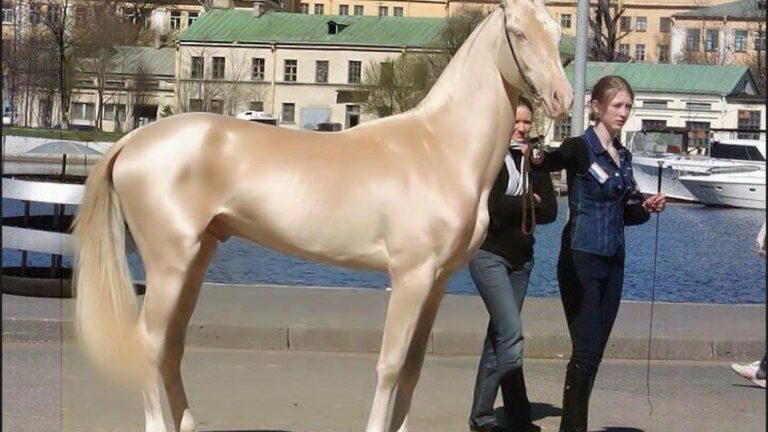 What Horse Breed Are You According to Your Zodiac Sign