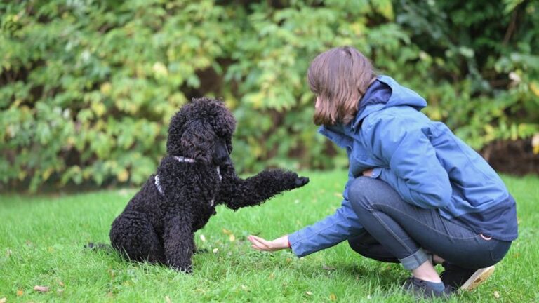 10 Dog Breeds That Can't Handle Harsh Training (And 5 That Are More Resilient)