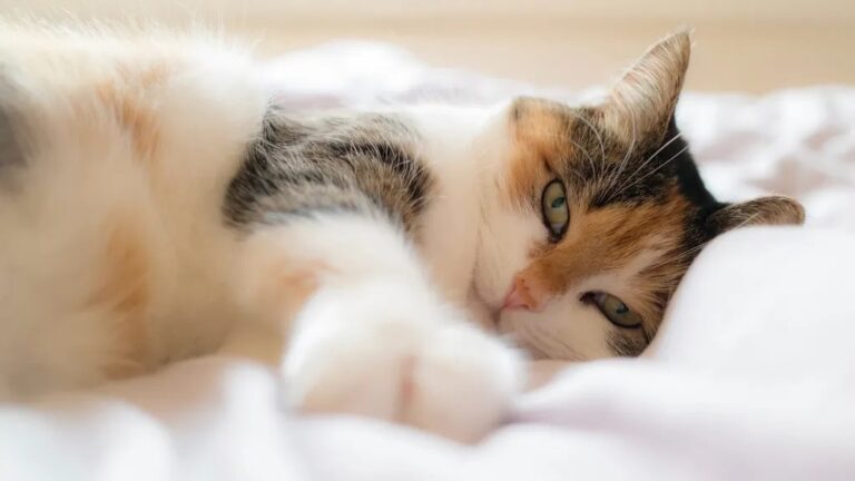 What a Blanket Means For Your Cat