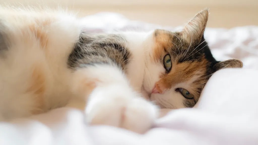 What a Blanket Means For Your Cat