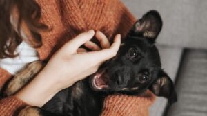 15 Things Dogs Do Near the End That Owners Never Forget